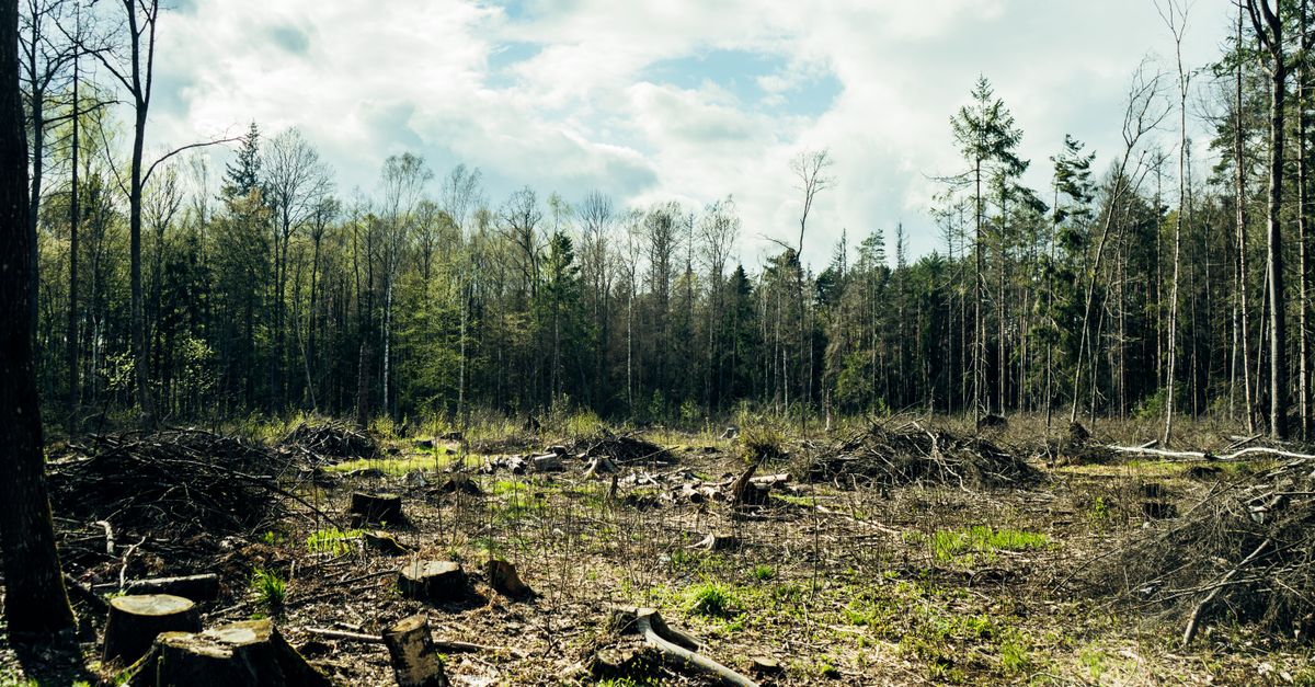 Thinned forest near a home