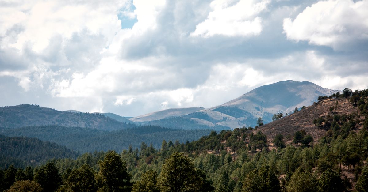 Pine forest around a mountain home