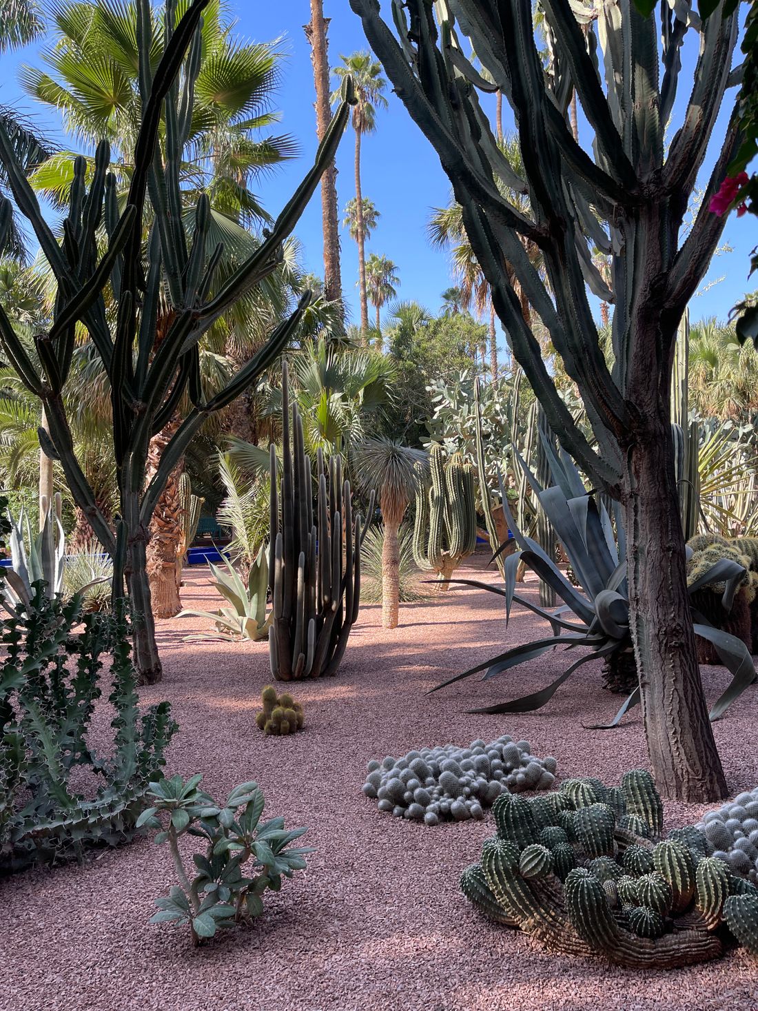 A colorful desert garden with cacti and palms, ideas for a low-water Phoenix yard