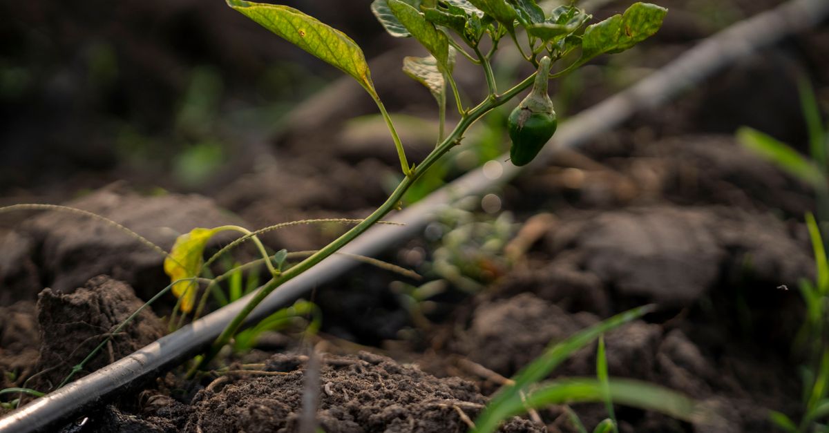 A drip irrigation line watering plants
