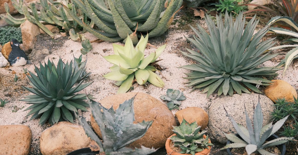 Drought-tolerant plants in a gravel bed