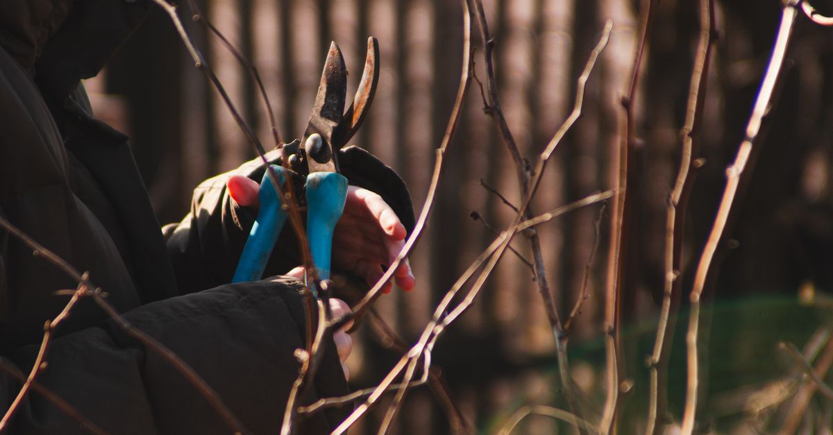 Garden pruning shears at work