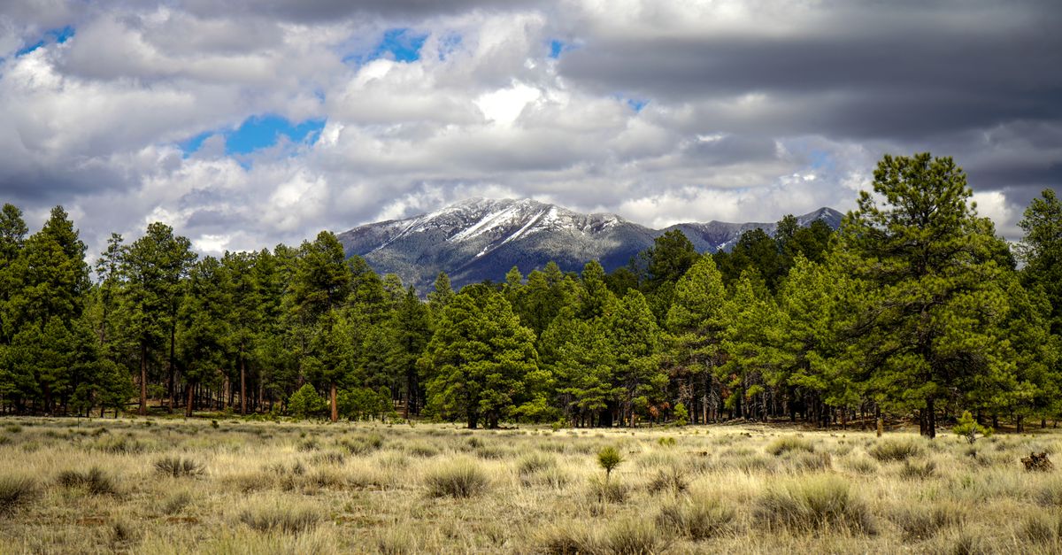 A home among ponderosa pines