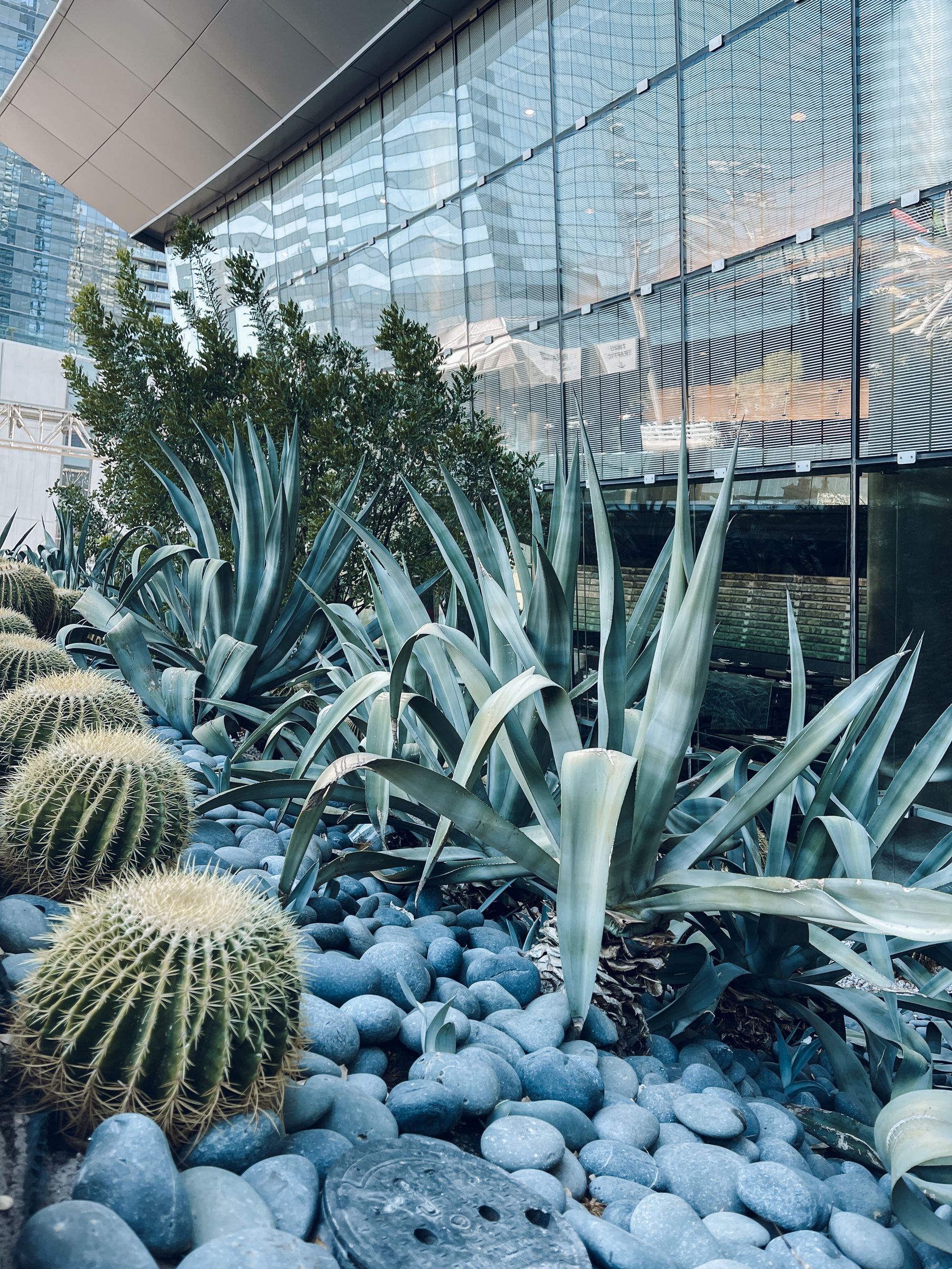 Agave and golden barrel cactus set in river rock beside a wall, a compact desert planting