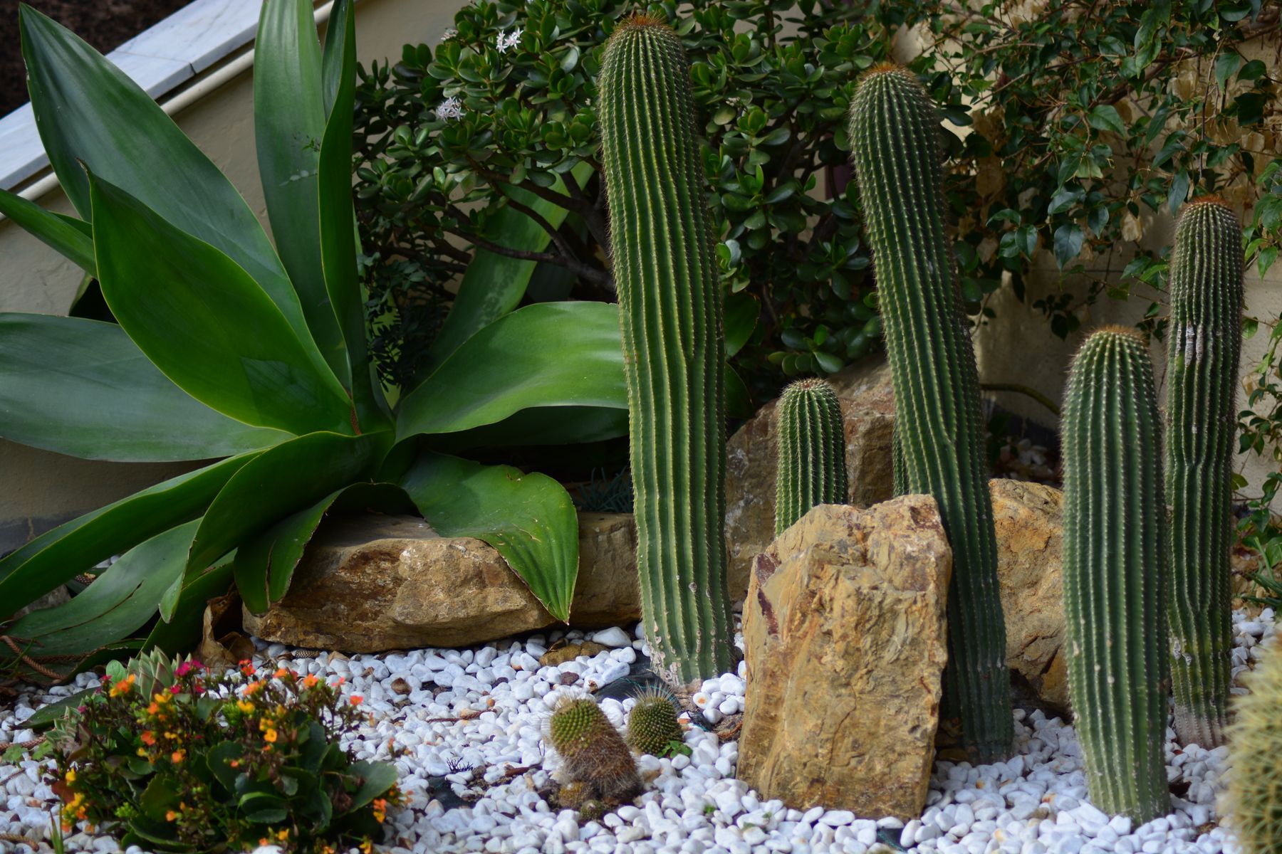 A designed desert garden bed with a large agave, columnar cacti, and boulders set in gravel