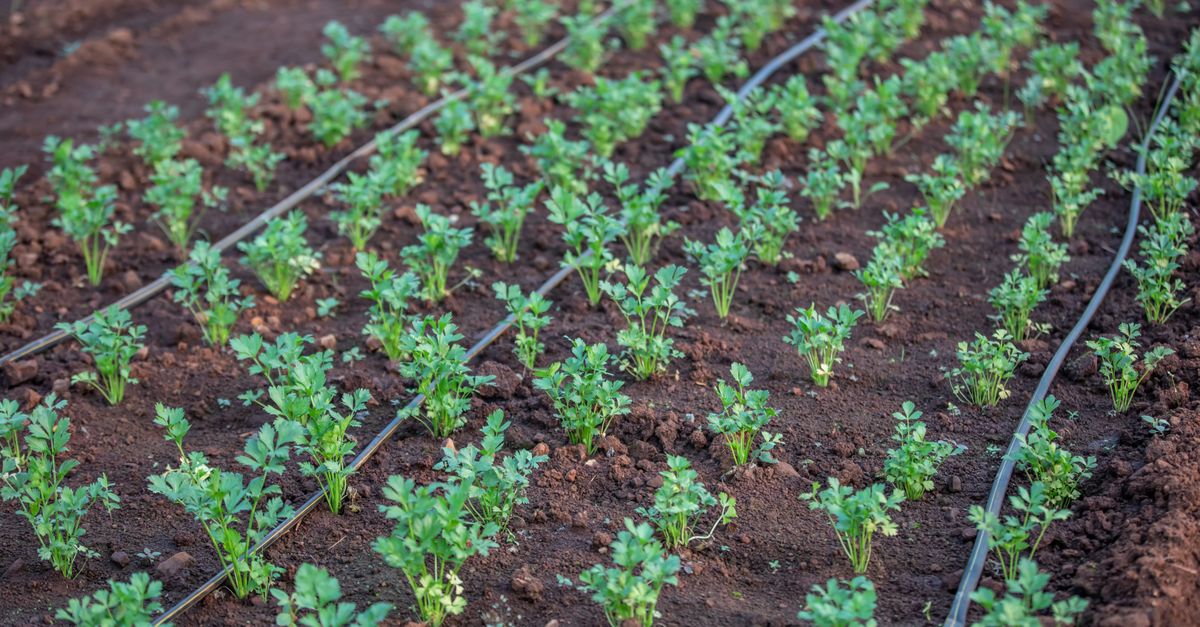 Drip irrigation tubing in a garden bed