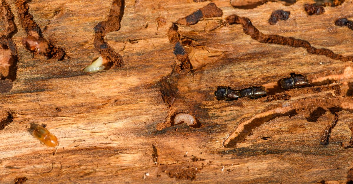 Termite damage in exposed wood framing