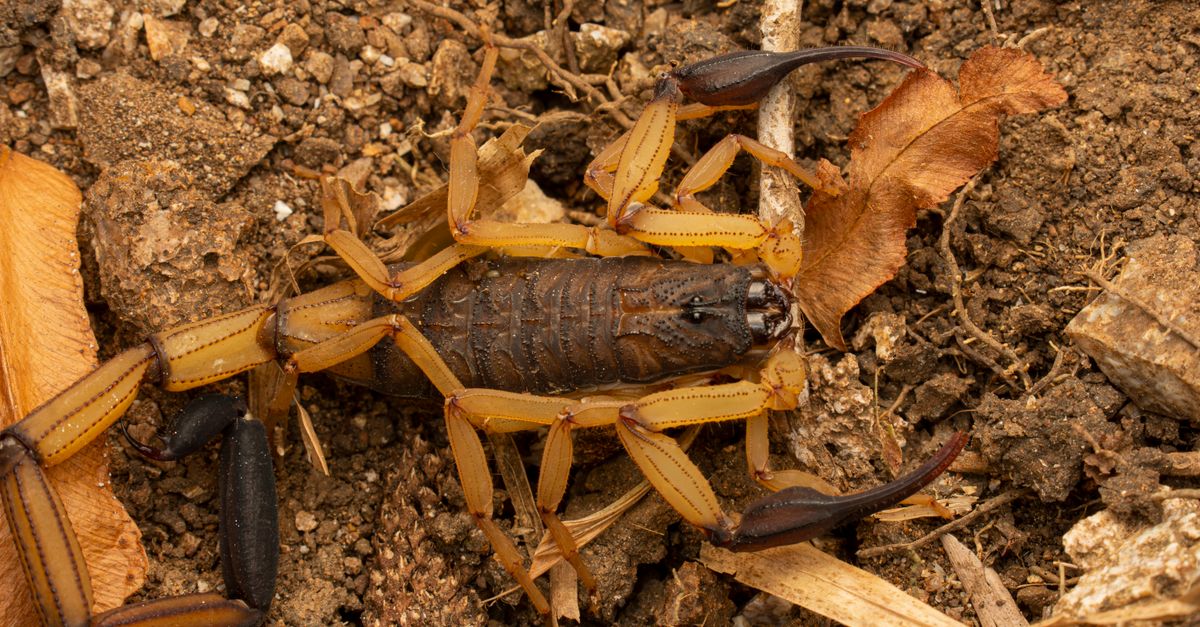 A desert pest control treatment along a wall