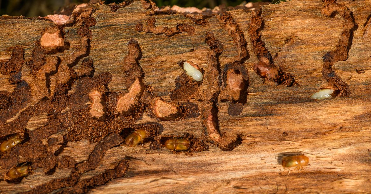 Termite damage in exposed wood framing
