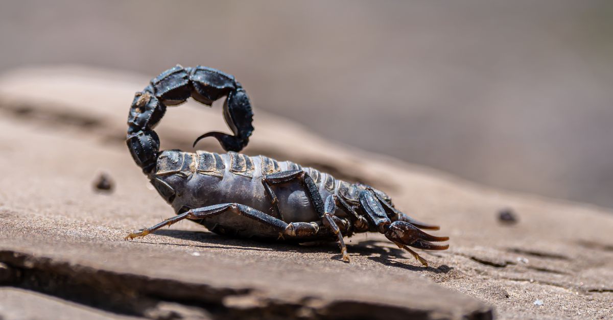A desert pest control treatment along a wall