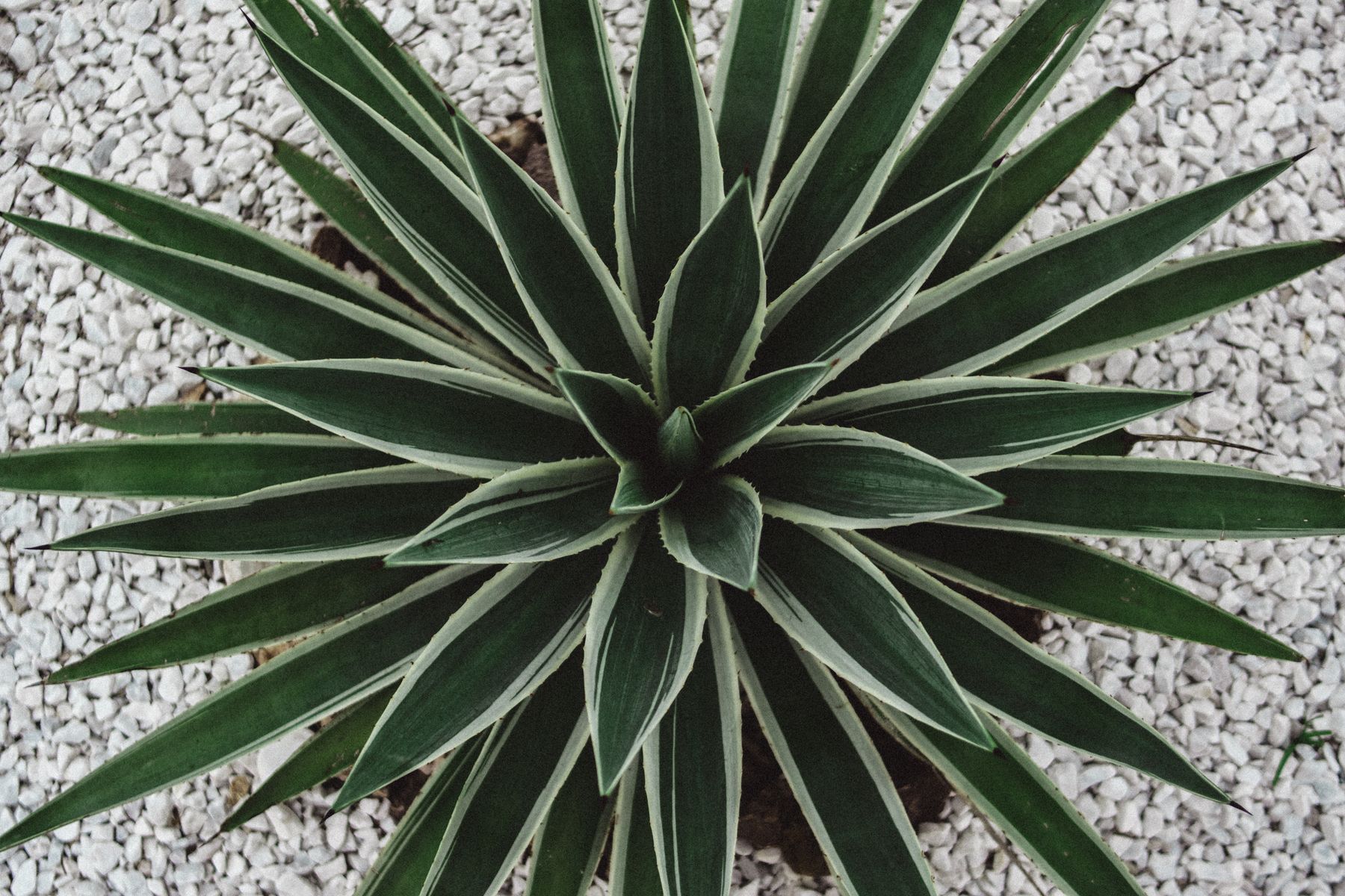 An agave set in light gravel, a classic low-water desert landscaping plant