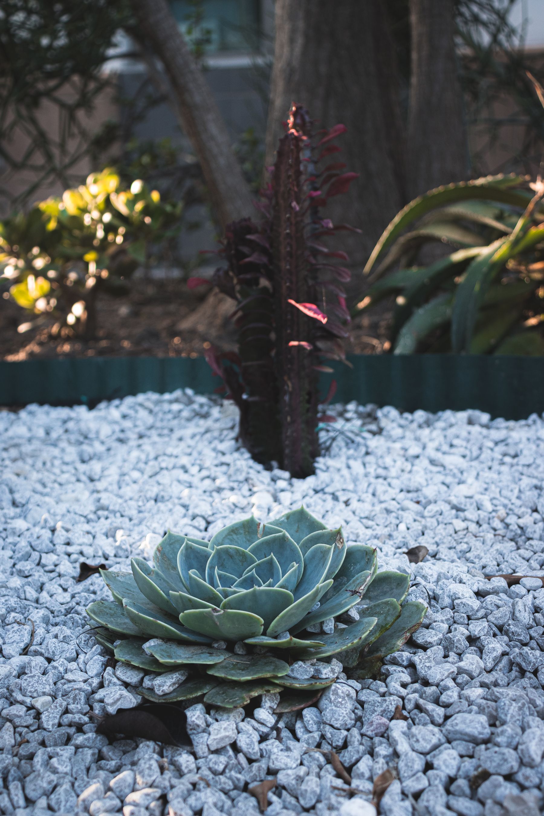 An echeveria succulent and cactus set in gravel in a desert garden bed